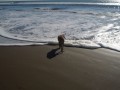 Der Strand ist auch bei Hunden sehr beliebt