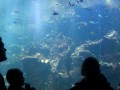 Academy of Science - Aquarium