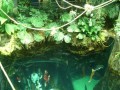 Regenwald mit Unterwasser-Durchgang