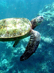 Sea-Turtle