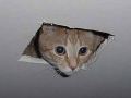 ceilingcat