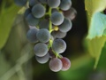 grapes